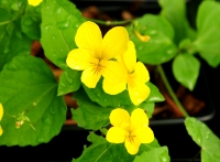 Canary yellow flowers and fresh green foliage